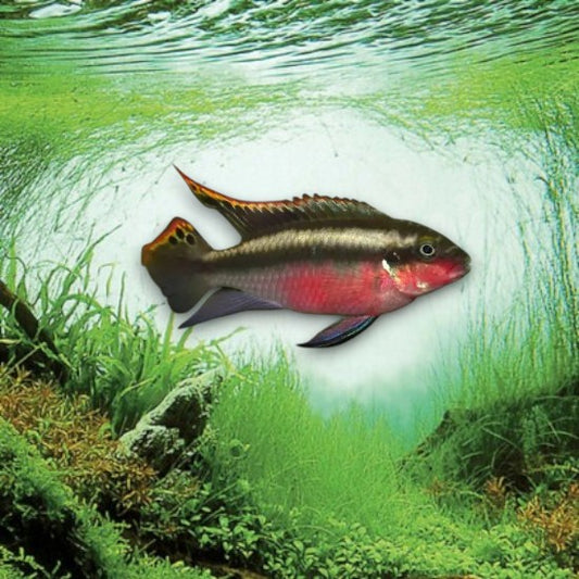 Pelvicachromis pulcher 4-5cm cichlidé pelmato avec ventre rouge et nageoires colorées