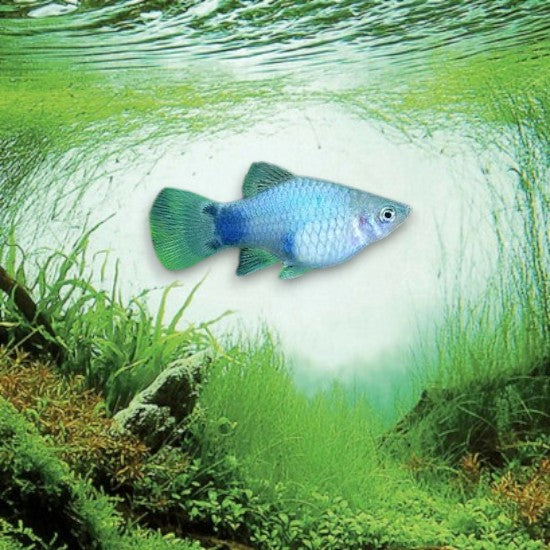 Xiphophorus maculatus platy coloré en aquarium d’eau douce
