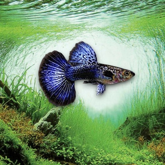 Poecilia reticulata guppy mâle coloré en aquarium d’eau douce