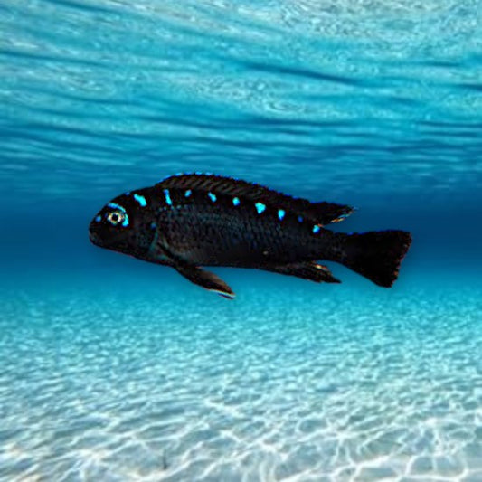 cichlidés malawi