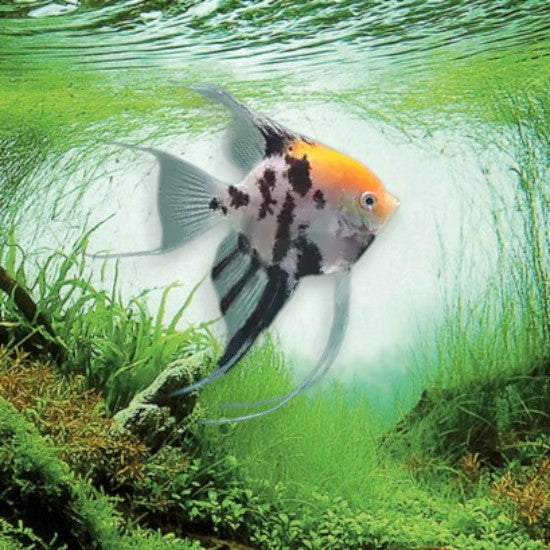 Pterophyllum scalare koi scalaire motifs orange noir blanc koi