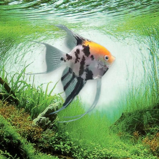 Pterophyllum scalare koi scalaire motifs orange noir blanc koi