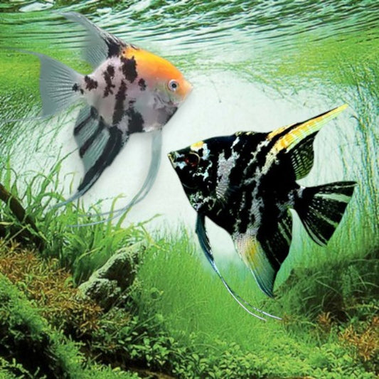 Pterophyllum scalare xl scalaire poisson-ange argenté bandes noires verticales