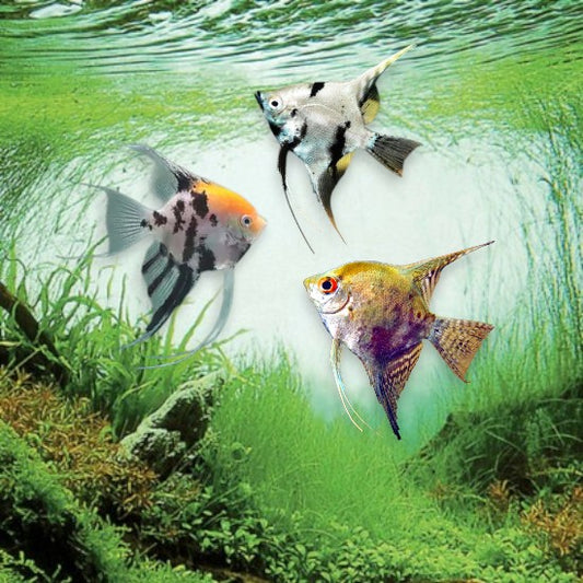 Pterophyllum scalare 4-5cm scalaire poisson-ange argenté bandes noires verticales