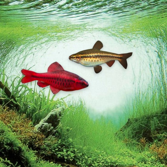 Barbus cerise mâle rouge vif en aquarium planté