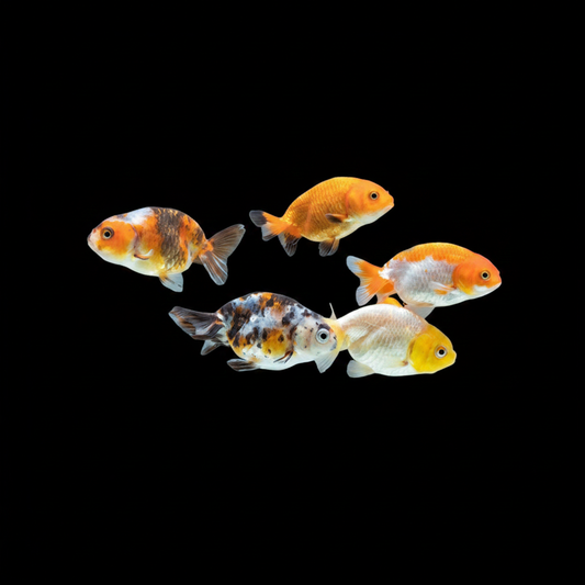 Ranchu Mix 7-8 cm - Carassius auratus sans nageoire dorsale capuchon wen développé couleurs variées rouge blanc calico bassin aquarium