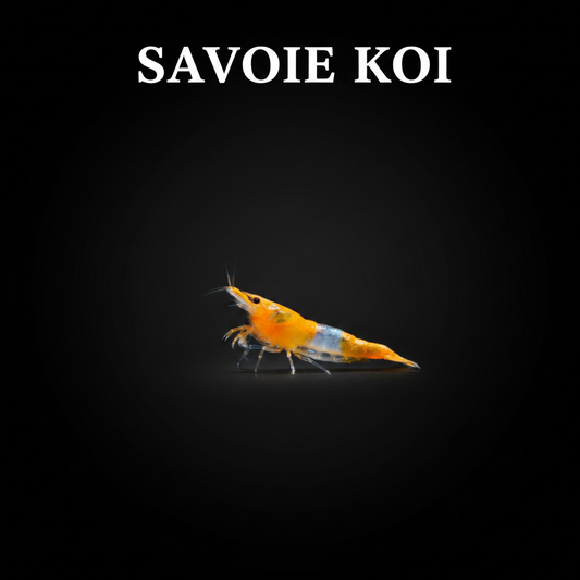 Neocaridina heteropoda var. Rili Orange – Crevette Rili Orange, patron bicolore orange vif et transparent, nano-aquarium et aquarium planté