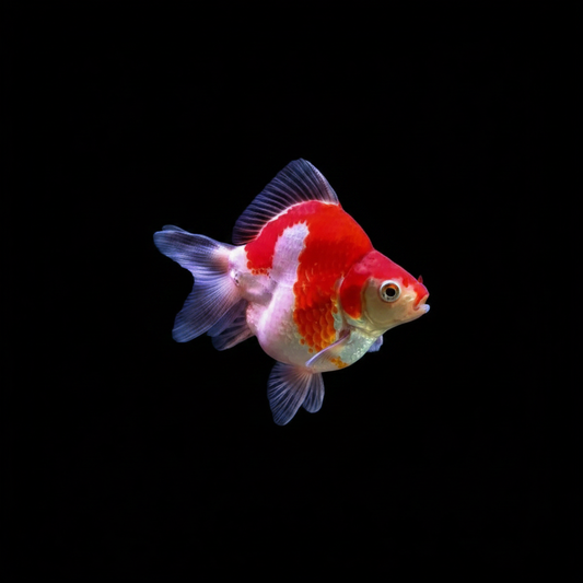 Tosai Tamasaba 8-10 cm — Poisson rouge japonais à queue en voile, vue de profil