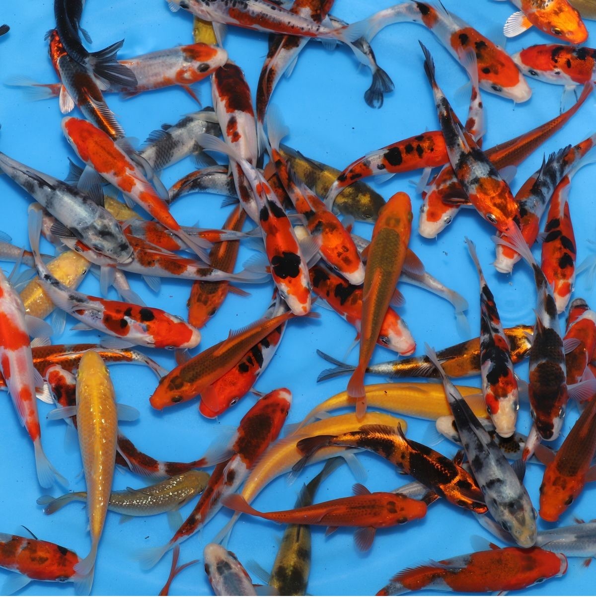 Tosai Mix Otsuka - Jeunes carpes koi japonaises 10-12 cm variétés mélangées