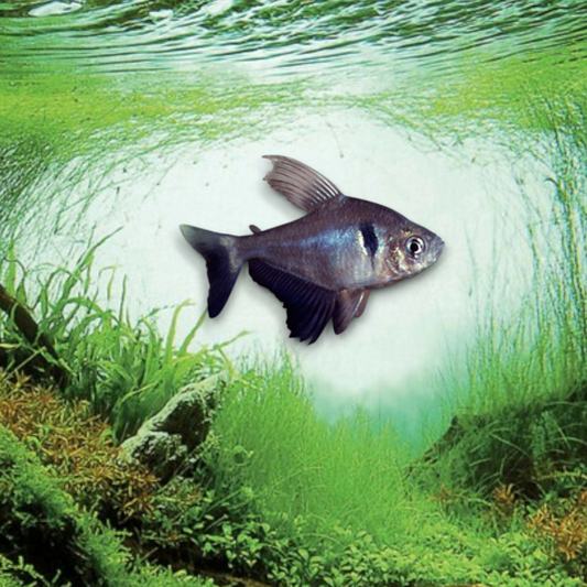 Megalamphodus megalopterus (Tétra fantôme noir) - Poisson tropical d'aquarium gris anthracite avec tache noire caractéristique et nageoires développées