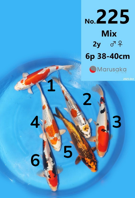 Nisai Marusaka - Carpe Koï 38-40 cm