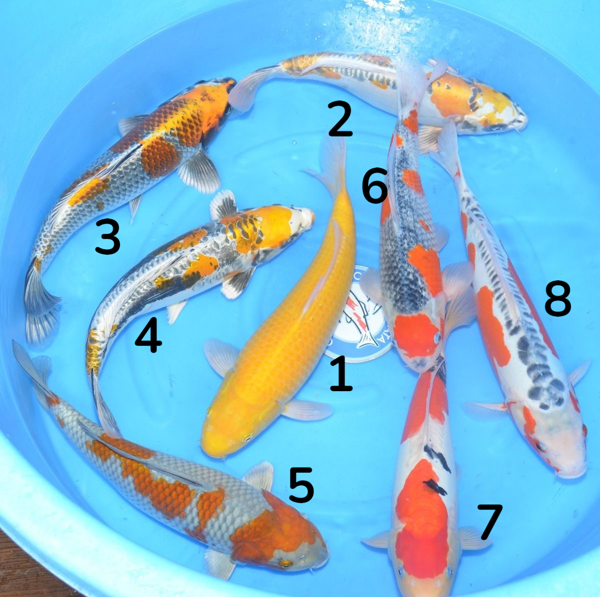 Nisai Ikarashi O - Carpe Koï 35-40 cm