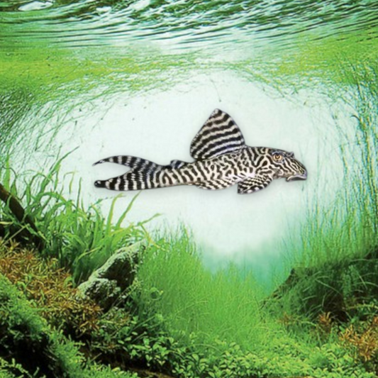 Hypancistrus L66 – King Tiger Pleco | 3-4 cm