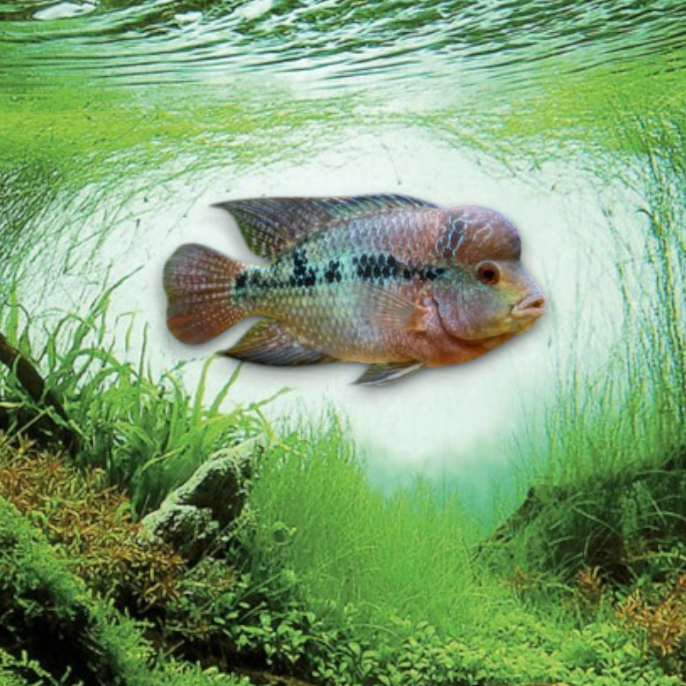 Flowerhorn – Cichlidé Tête de Fleur | 10 cm