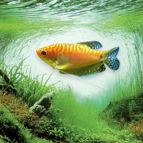 Trichogaster trichopterus gourami dorée en aquarium d’eau douce
