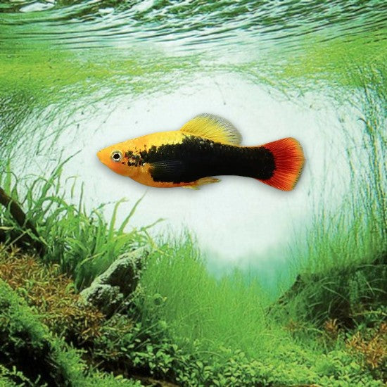 Xiphophorus maculatus platy coloré en aquarium d’eau douce