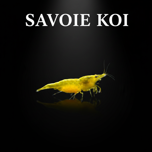 Neocaridina heteropoda var. Yellow Fire – Crevette Yellow Fire, robe jaune vif et lumineuse, nano-aquarium et aquarium planté